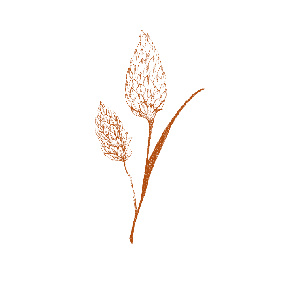 Phalaris